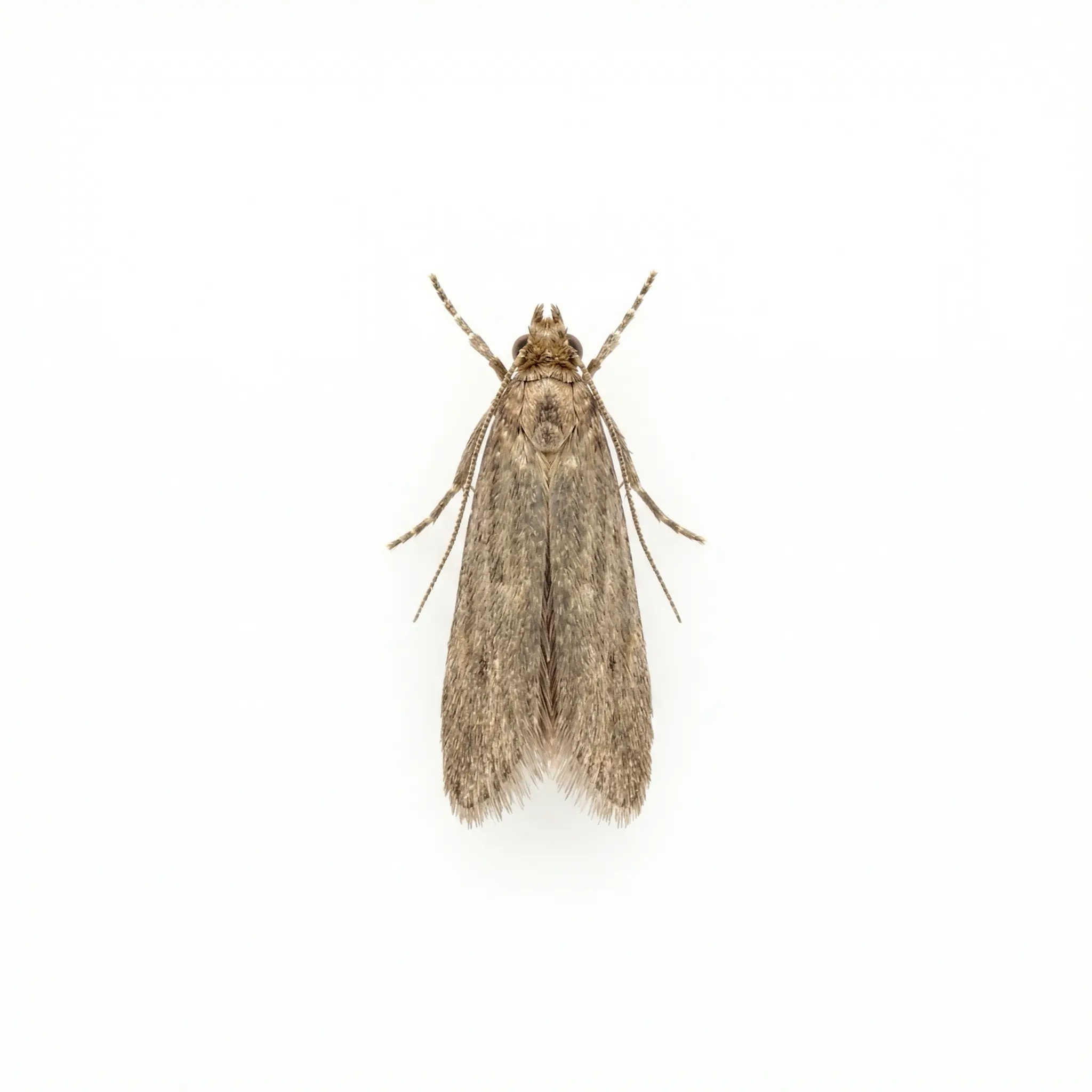 Clothes Moths pest control service - SureWay Pest Control